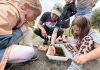 Children get a close look at some of the bugs living in the wetlands at Oxford Island