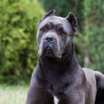 An example of a Corso Kane dog breed.