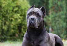 An example of a Corso Kane dog breed.
