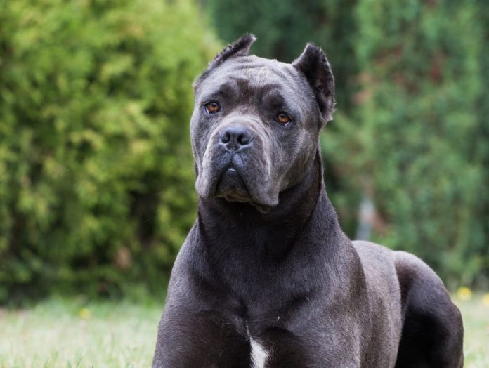 Untitled design (5) An example of a Corso Kane dog breed.