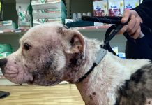 The dog which was put to sleep by a vet to prevent further suffering.