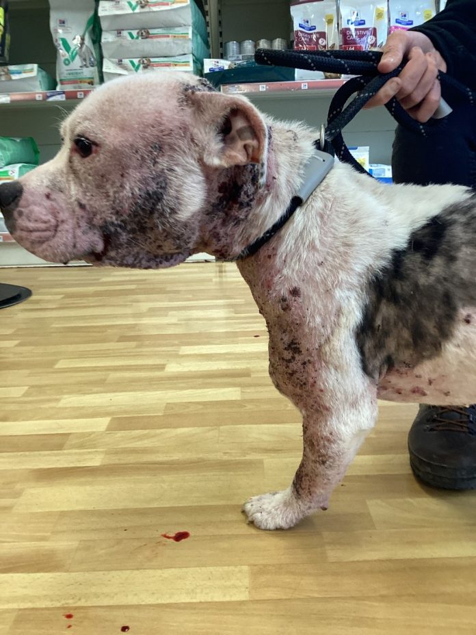 The dog which was put to sleep by a vet to prevent further suffering.
