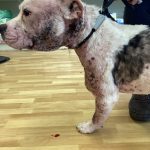 Banbridge woman banned for five years from keeping dogs The dog which was put to sleep by a vet to prevent further suffering.