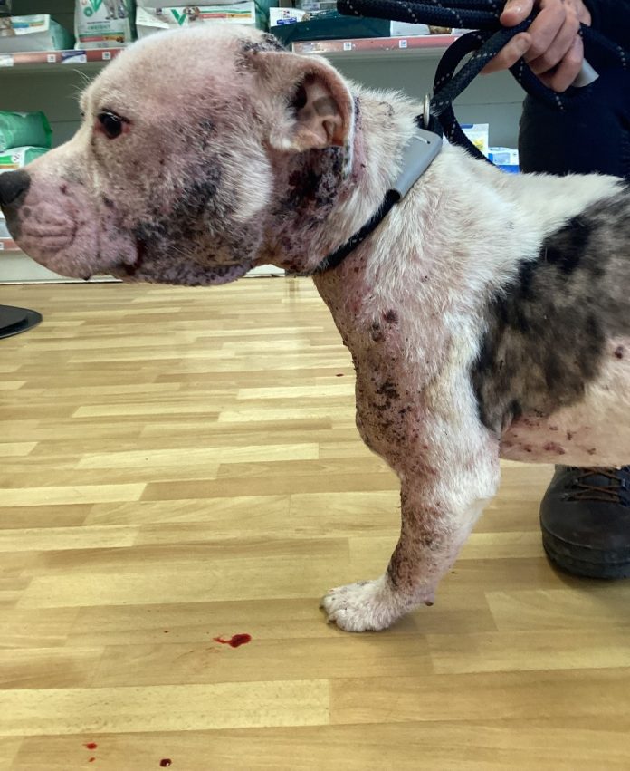 Animal Cruelty Case Banbridge Dec 2025 The dog which was put to sleep by a vet to prevent further suffering.