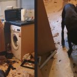 Portadown man banned for cruelty to dogs Dogs which were seized by ABC Council and rehomed.