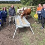 Moiled cattle play leading role in biodiversity at Oxford Island Officers from ABC Council played host to a delegation from the National Parks & Wildlife Service in Ireland, who were keen to learn more about the Moiled cattle’s role in biodiversity.