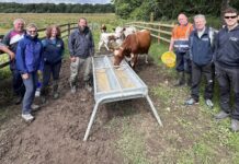 Moiled cattle play leading role in biodiversity at Oxford Island Officers from ABC Council played host to a delegation from the National Parks & Wildlife Service in Ireland, who were keen to learn more about the Moiled cattle’s role in biodiversity.