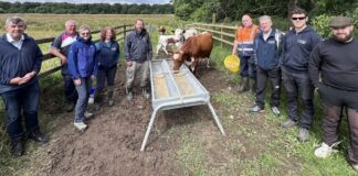 Officers from ABC Council played host to a delegation from the National Parks & Wildlife Service in Ireland, who were keen to learn more about the Moiled cattle’s role in biodiversity.