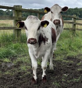 Like cow, like calf... the iconic Moiled cattle.
